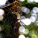 Nephila sp.