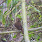 House Wren