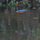 Kingfisher Eisvogel
