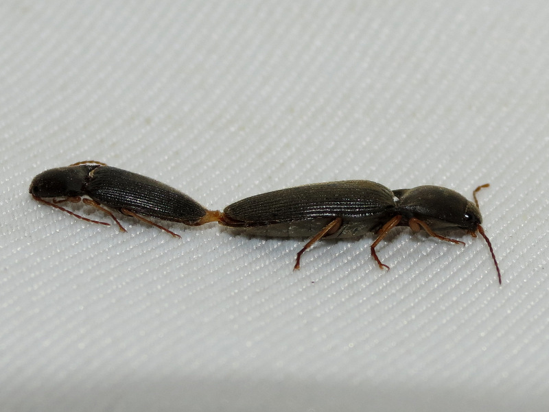 Click Beetles (mating)
