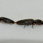 Click Beetles (mating)