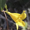 Carolina jessamine, Yellow jessamine, Evening trumpetflower, Poor man's rope