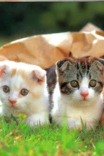 Cat Wallpaper Screenshots 18