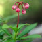 Pipsissewa