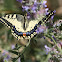 Common yellow swallowtail