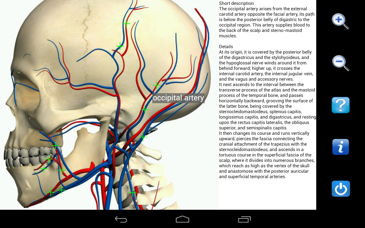 Visual Anatomy - screenshot