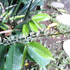 flowering stem of a Sansevieria