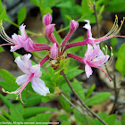 Shinners Pink azalea (wildflowers)