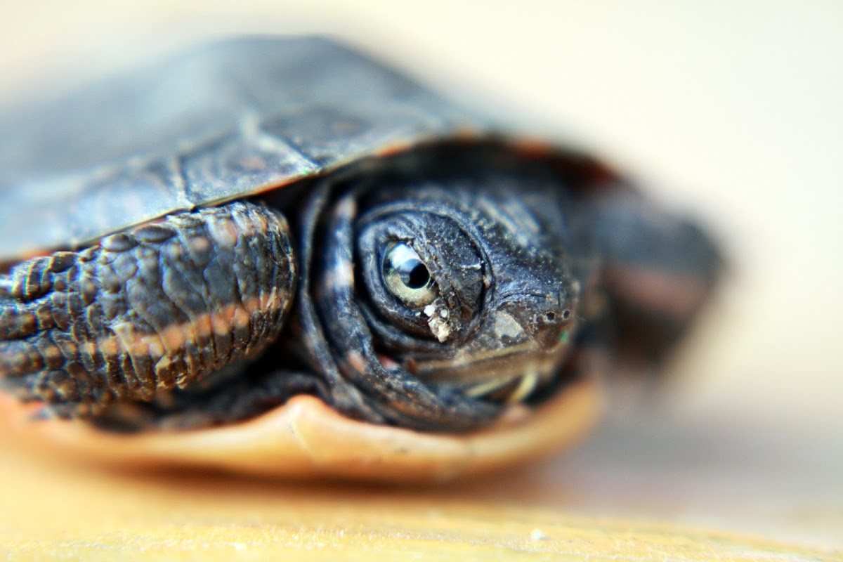 Painted Turtle