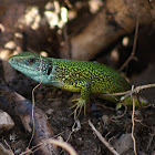 European green lizard