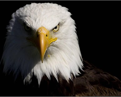 Download Eagle Wallpaper HD APK for Android