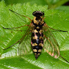 Ornate Snipe Fly