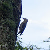 Carpintero buchipecoso- Spot-breasted woodpecker
