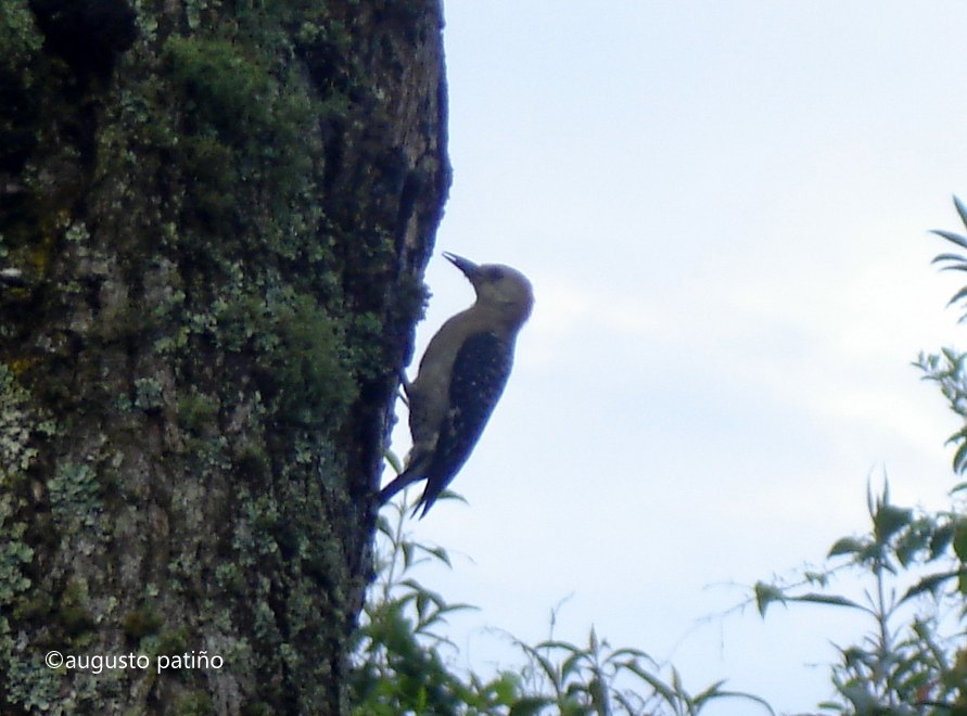 Carpintero buchipecoso- Spot-breasted woodpecker