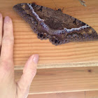 Female Black Witch Moth