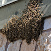 Honey Bee swarm