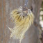 Clematis (seed head)