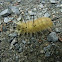 American Dagger Moth Caterpillar