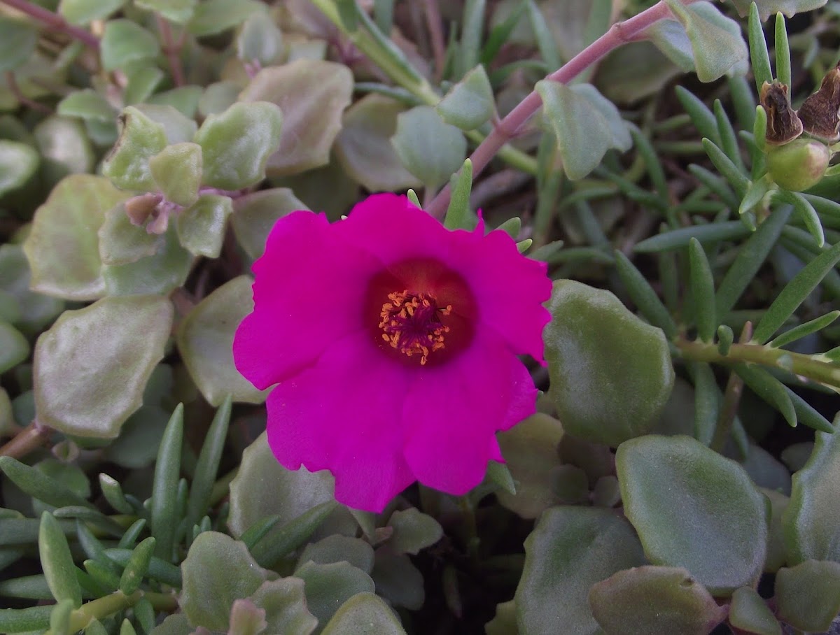 Banechga flowers