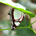 Banded Banner Butterfly