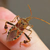 Western conifer seed bug