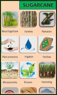 Lastest Sugarcane English APK for Android