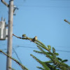 american goldfinch(f)