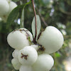 Snowberry / Ghostberry