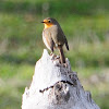 European robin, petirrojo
