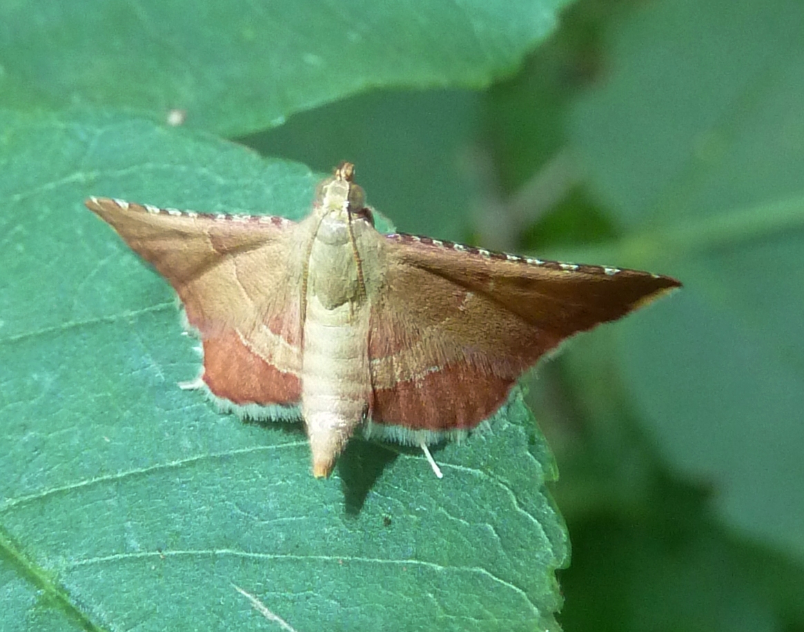 Rosy Tabby Snout Moth