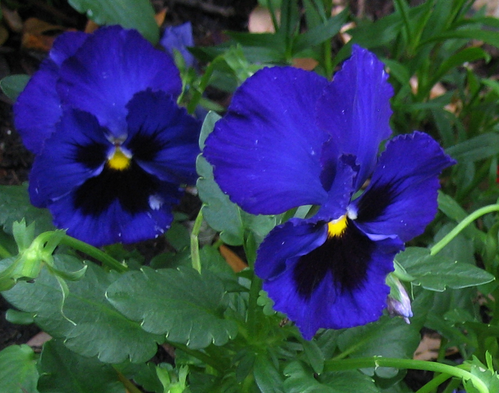 pansy