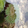 Green sea anemone