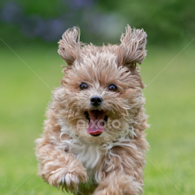 Funny Jumper by Michael Milfeit - Animals - Dogs Running