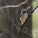 red-flanked bluetail (juv. male?)