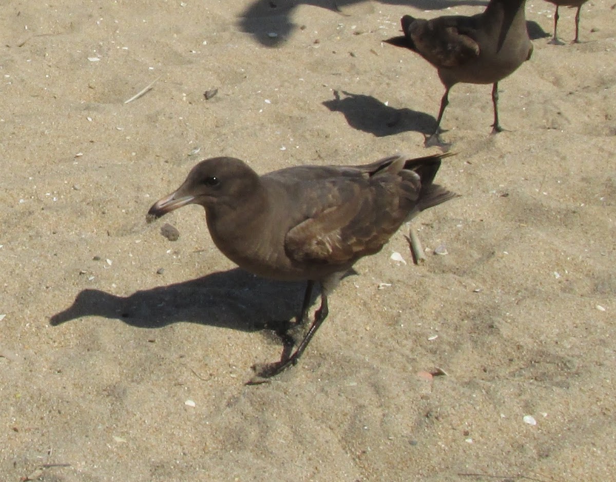 California Gull - Immature
