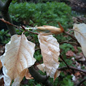 Withered leafs