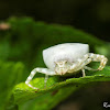 WhiteCrab Spider