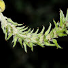 Salvia-leaf willow, Bardaguera blanca