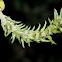 Salvia-leaf willow, Bardaguera blanca