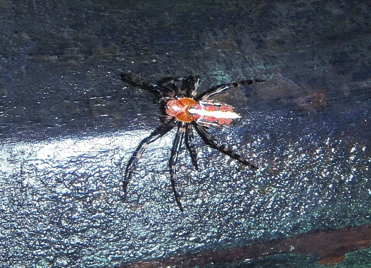 Araña alpaida. Alpaida spider (Weaver spider)