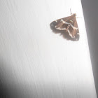 Beet Webworm moth