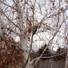 Hairy Woodpecker