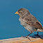 Pinzón terrestre pequeño (Small Ground Finch)