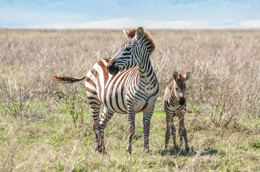 Zebera and foal by Jacques Jacobsz - Animals Other Mammals