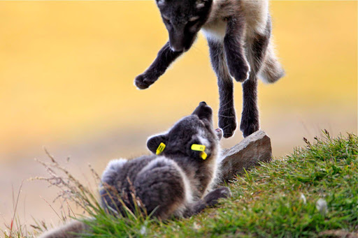 Svalbard-arctic-fox-pups - Tagged arctic fox pups at play, spotted during an expedition to the Svalbard islands aboard the Hurtigruten expedition cruise ship Fram.