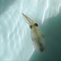squid larvae