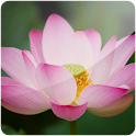 Divine Lotus (PRO)