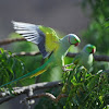 Rose-ringed Parakeet