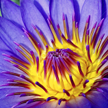 Waterlily central by Asif Bora -  