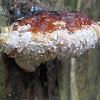 common red-belted conifer polypore